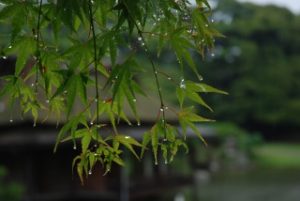 雨るんるん