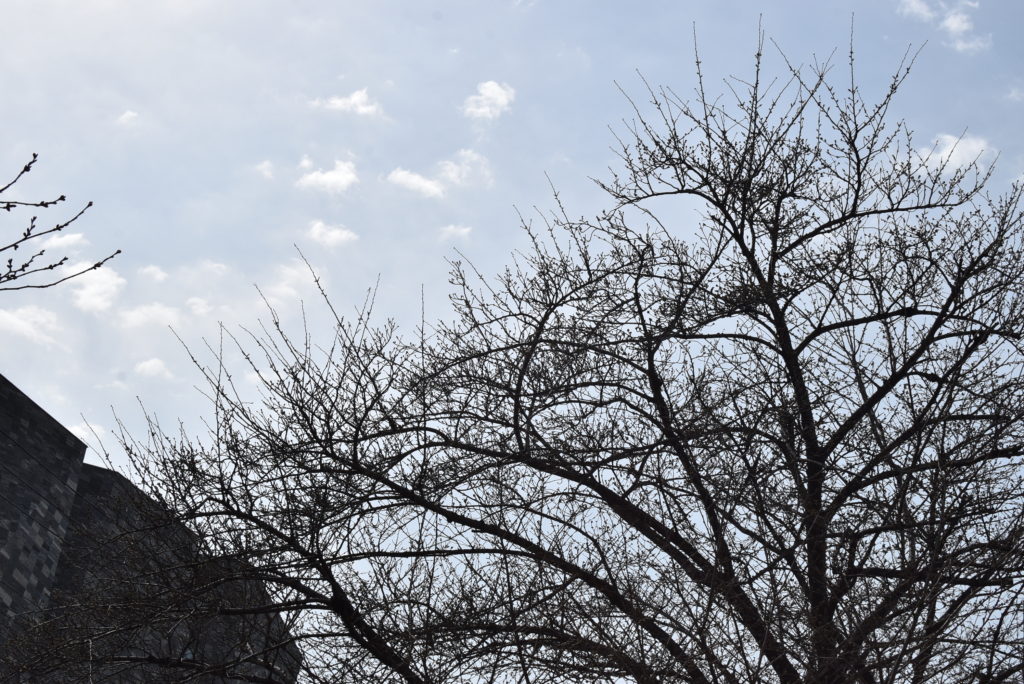 まだつぼみの桜と3月の青空